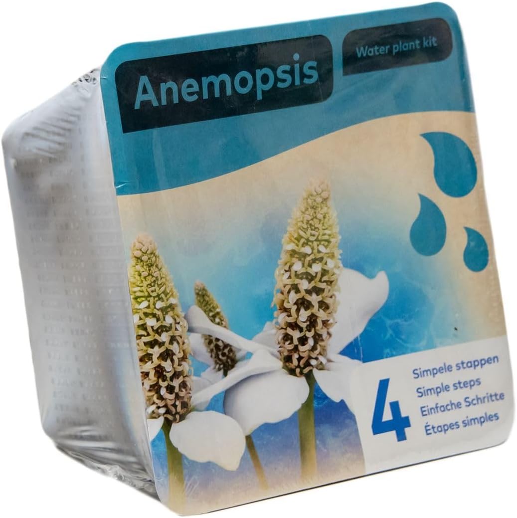 Anemopsis Water Plant Kit
