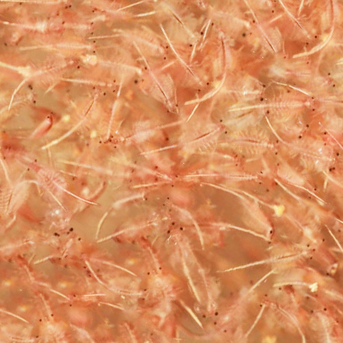 BCUK Frozen Brine Shrimp 1000g