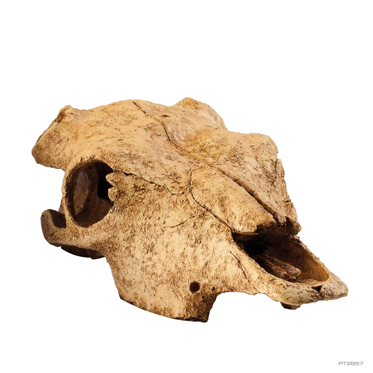 Exo Terra Buffalo Skull Exo Terra