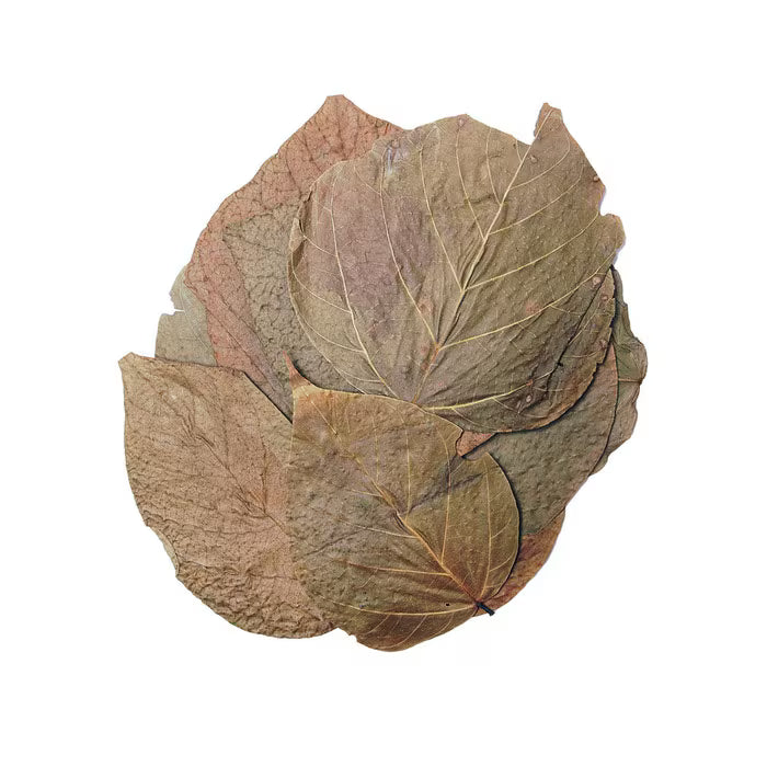 HabiStat Dadap Leaves 10 Pack