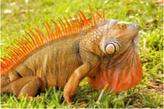 Iguana Care Sheet