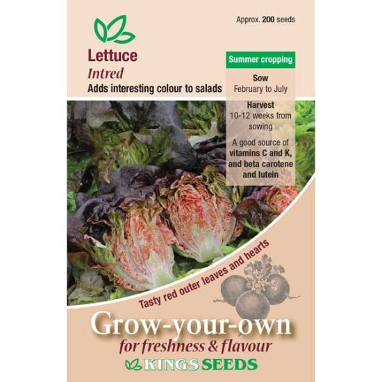 Lettuce Intred by Kings Seeds E.W. King & Co. Ltd.