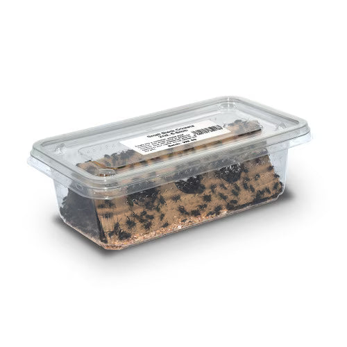 Large Black Crickets (25-30mm) by Monkfield