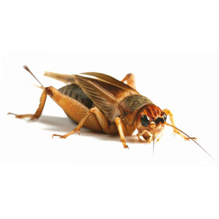 Large Silent Crickets (25-30mm) by Monkfield