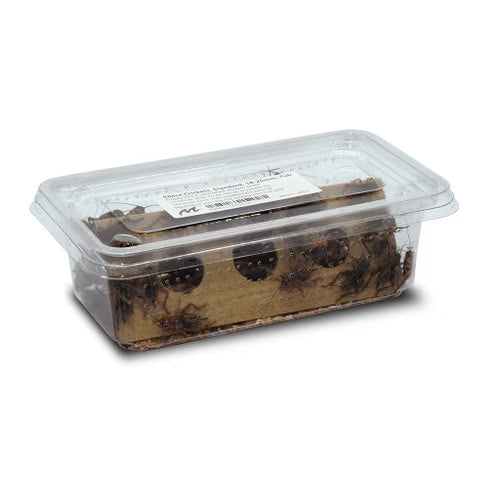 Large Silent Crickets (25-30mm) by Monkfield