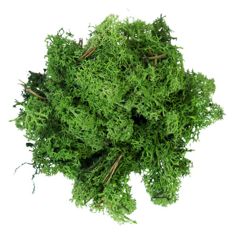 My Village Dark Green Reindeer Moss – 50g Pack Natural Textured Foliage Accent (SKU MYD31) My Village