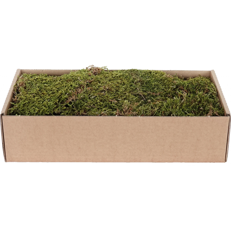 My Village Dried Flat Moss (500 g) – Natural Green-Brown Sheet Moss for Christmas Villages & Model Scenery Ground Cover | MYD73 Mill Race Garden Centre