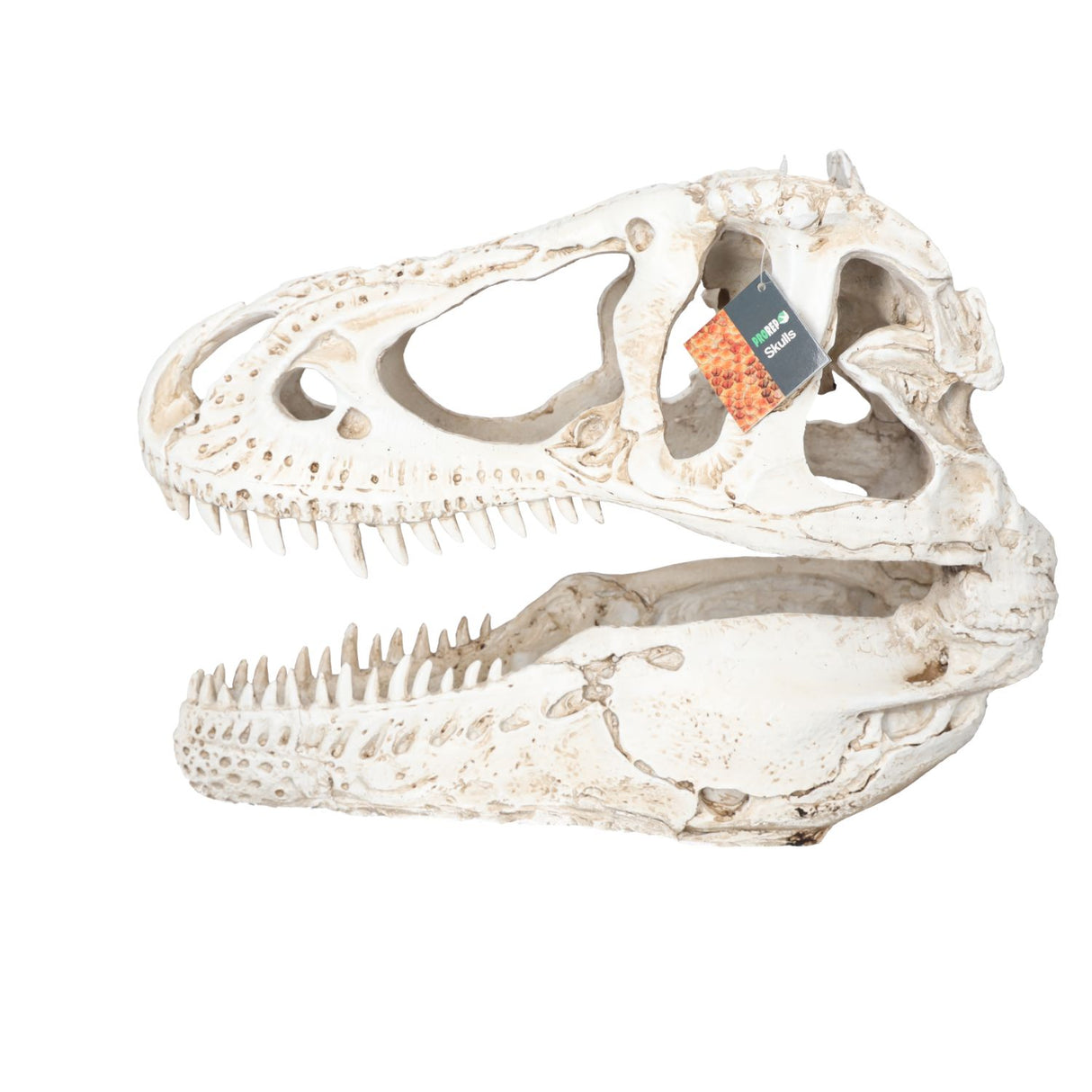 Pro Rep XL T-Rex Skull 38.5x18x28cm