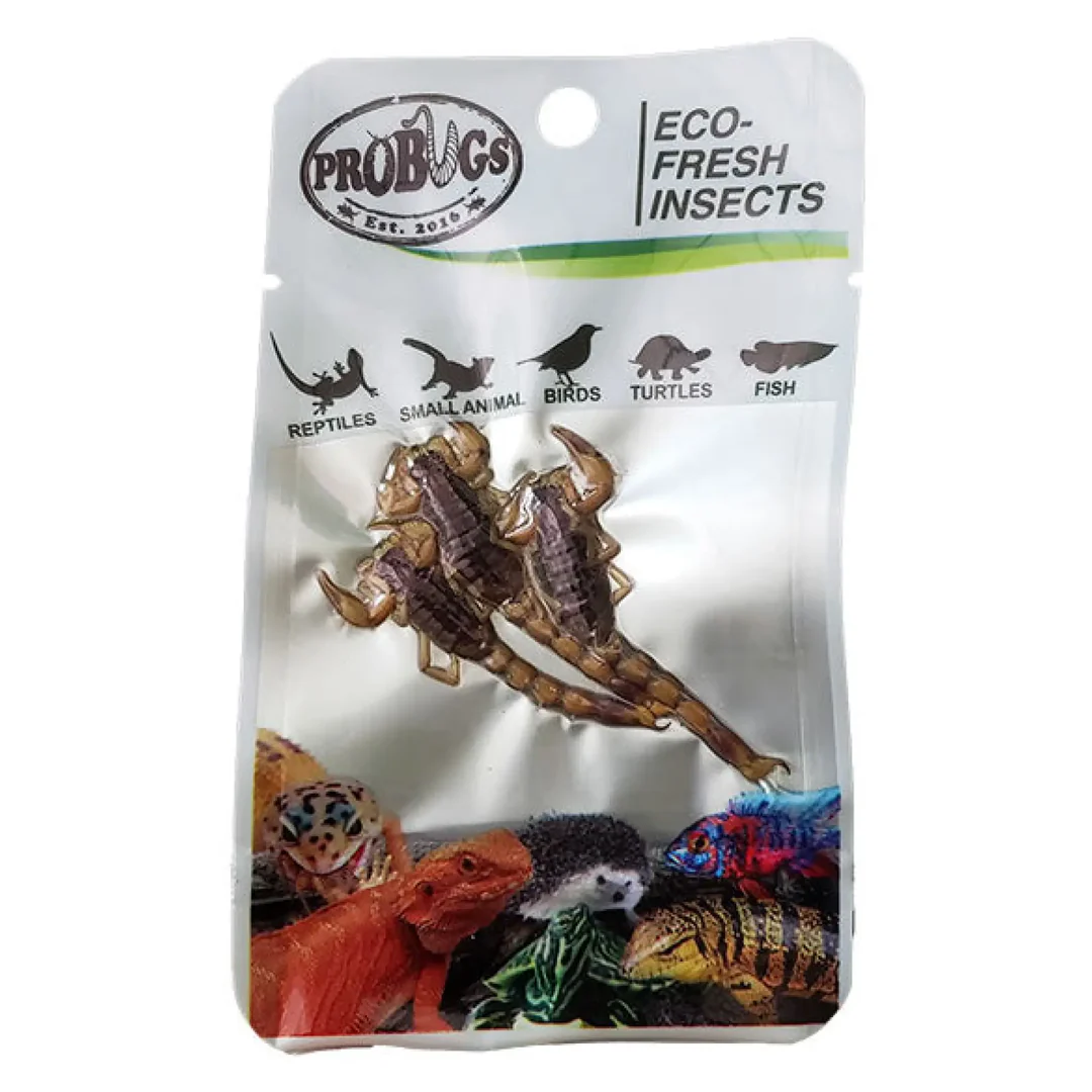ProBugs Eco Fresh Scorpion 3pcs