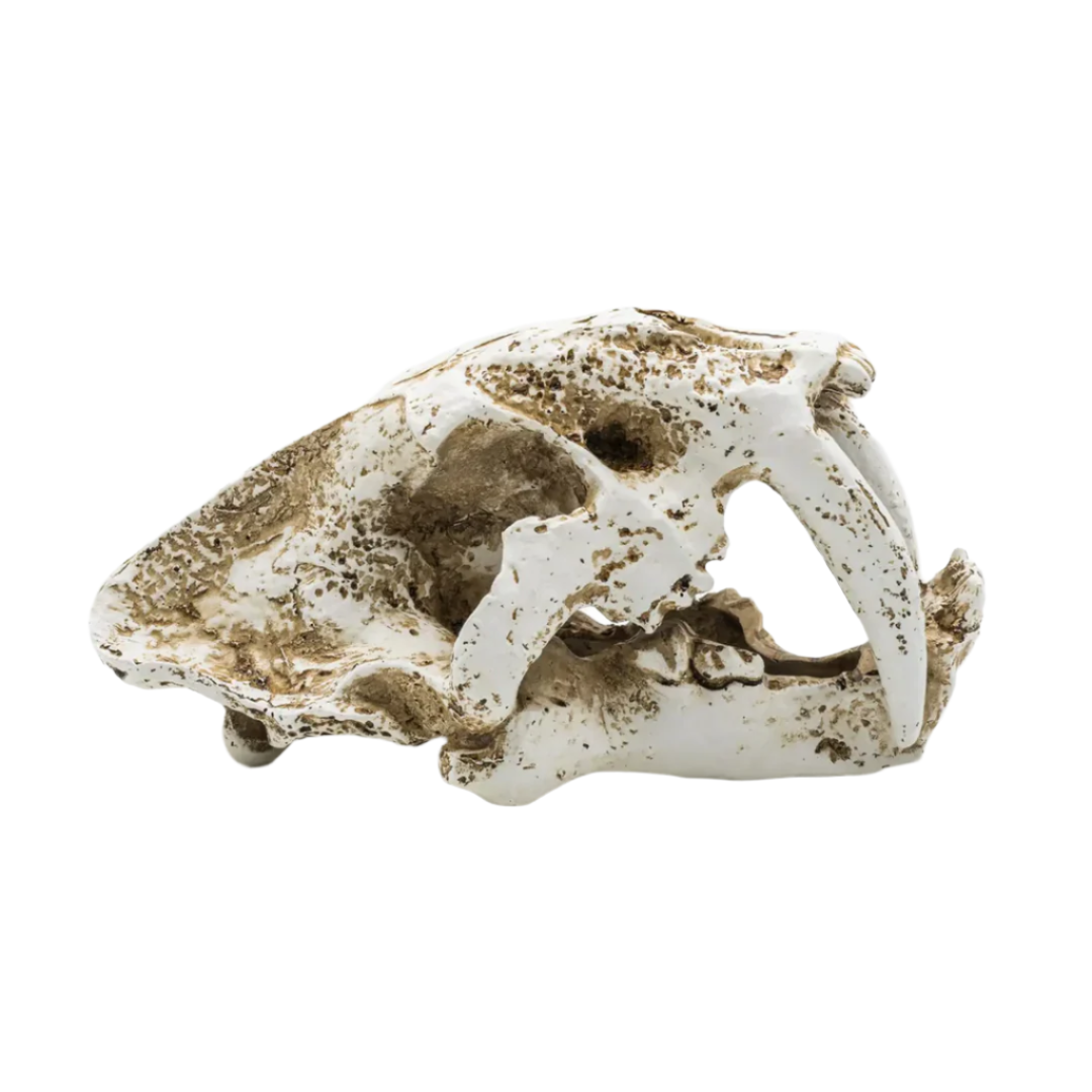 ProRep Smilodon Skull Med 19.5x10.5x11cm