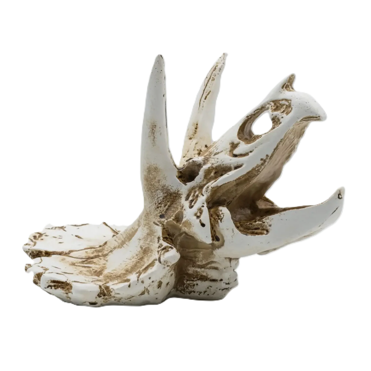 ProRep Triceratops Skull 17x12x12.5cm