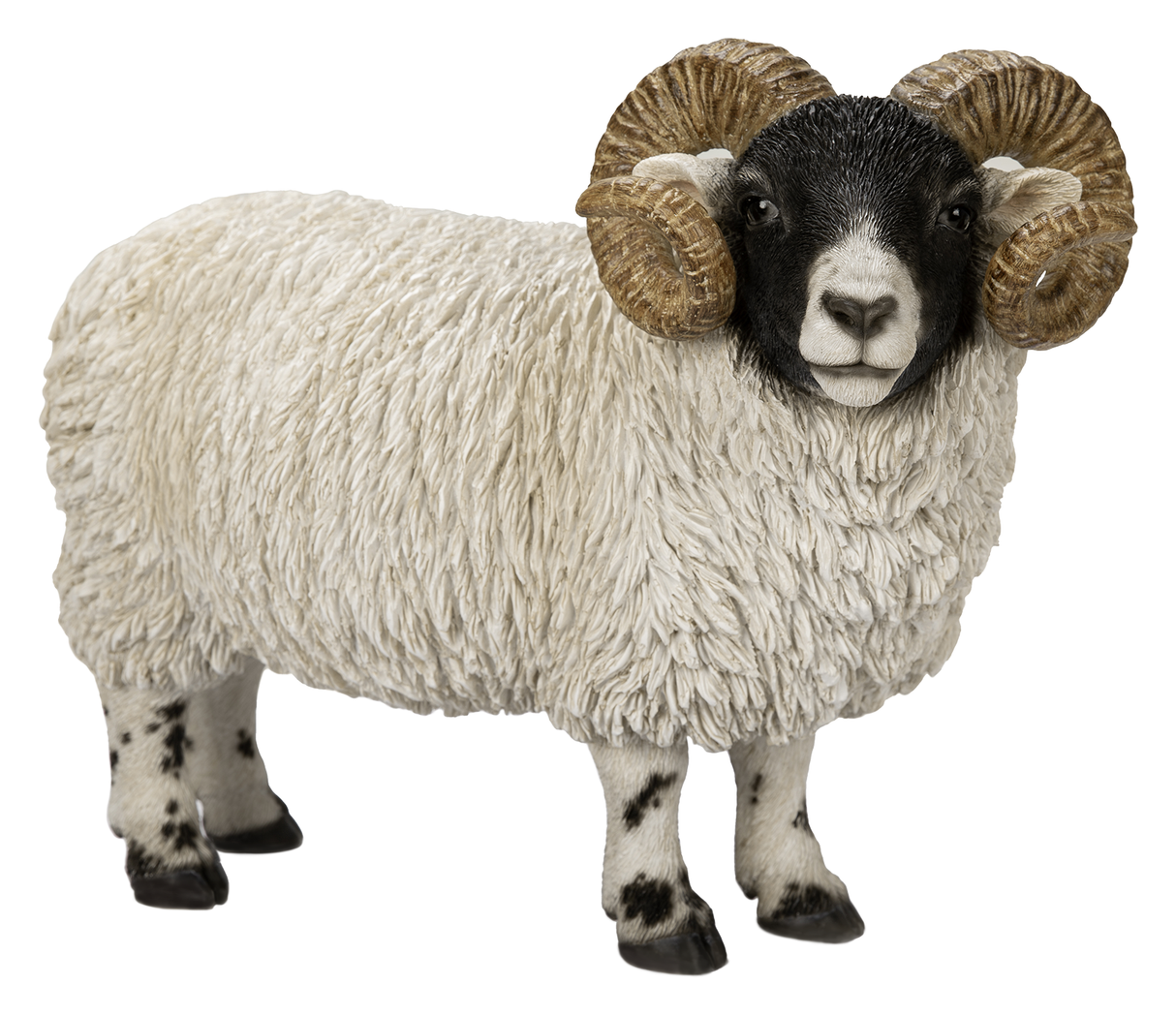 Scottish Blackface Ram Real Life Resin Ornament By Vivid Arts