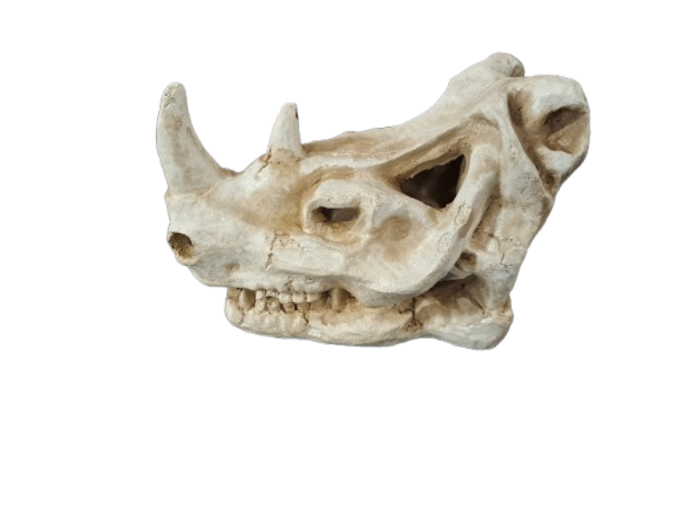Rhino Skull Large Aquarium Ornament