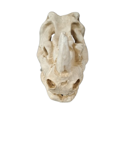 Rhino Skull Large Aquarium Ornament