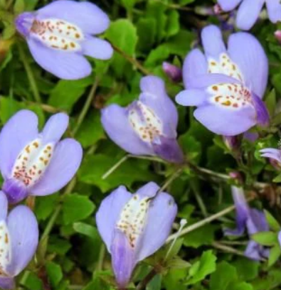 9cm Mazus Reptans Blue