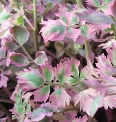 9cm Oenanthe Flamingo