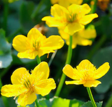9cm Caltha Palustris