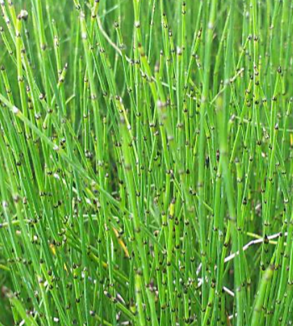 9cm Equisetum Scirpoides