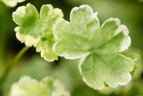 1L Hydrocotyle Variegata