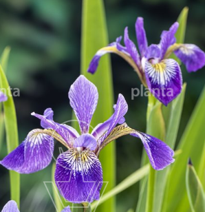 9cm Iris Versicolor