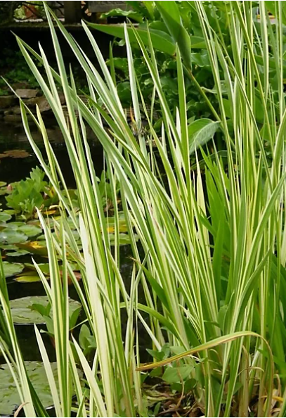 9cm Acorus Gramineus 'Variegatus'
