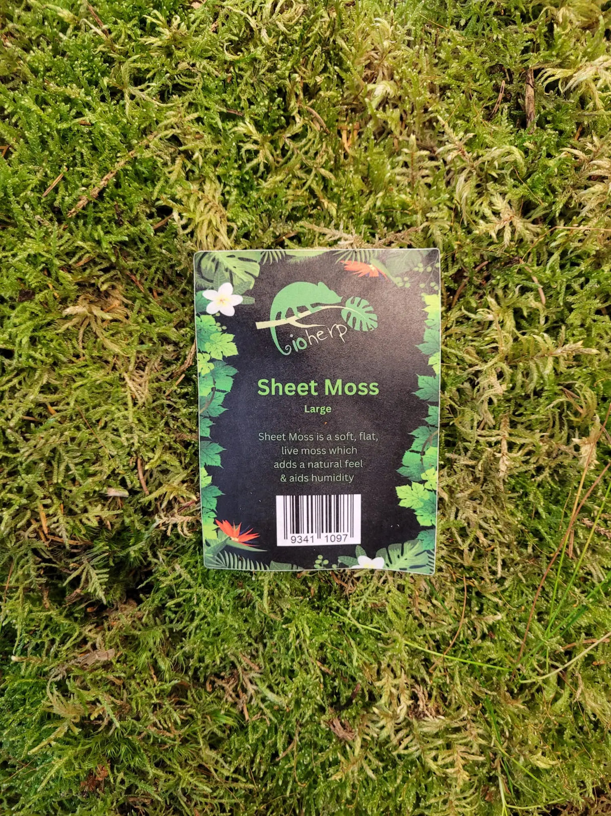 Sheet Moss Large – Hypnum Plant for Reptile Terrariums Buzzard Reptile