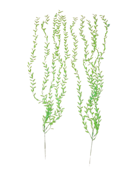 Willow Leaf Reptile Décor Plant