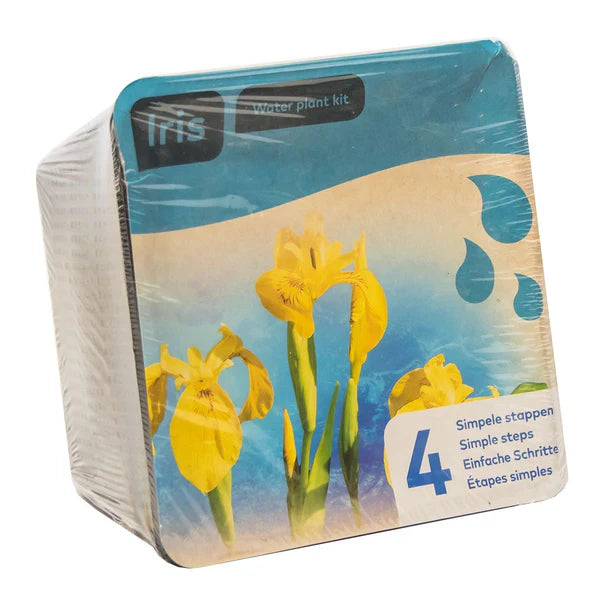 Yellow Iris Water Plant Kit