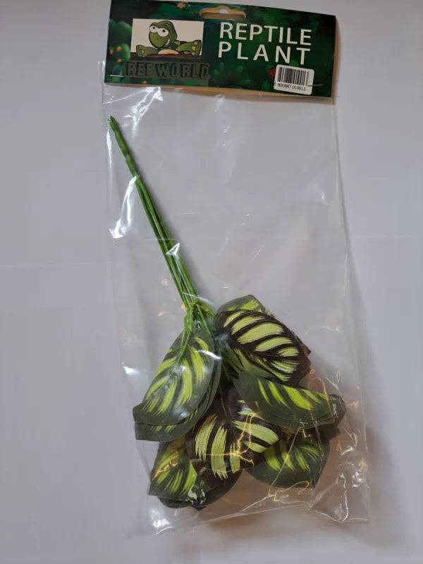 Reptile Plant Alocasia Purple