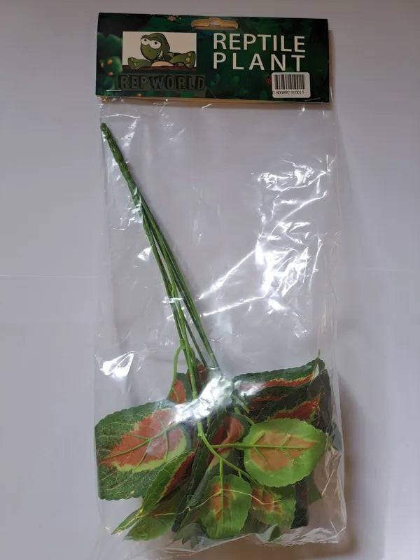 Reptile Plant Coleonyx Anhui Hefei Hongjia Co Ltd