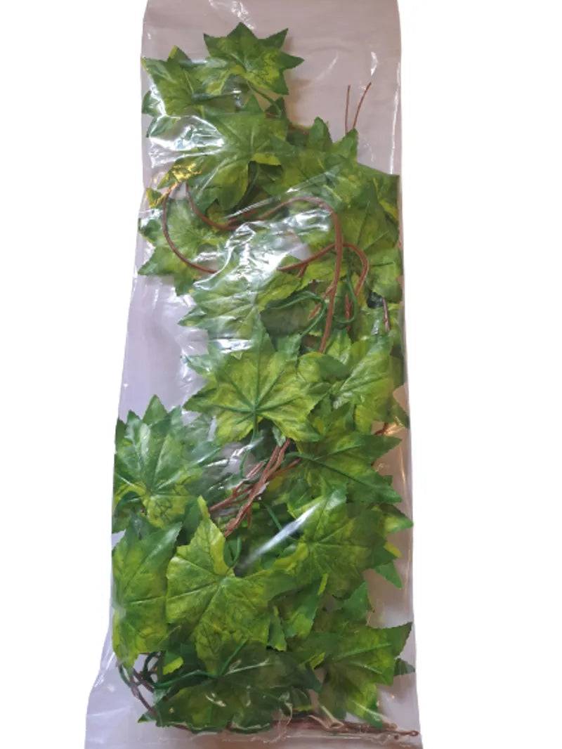 Reptile Plant Green maple leaves