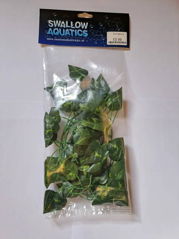Scindapsus Anhui Hefei Hongjia Co Ltd
