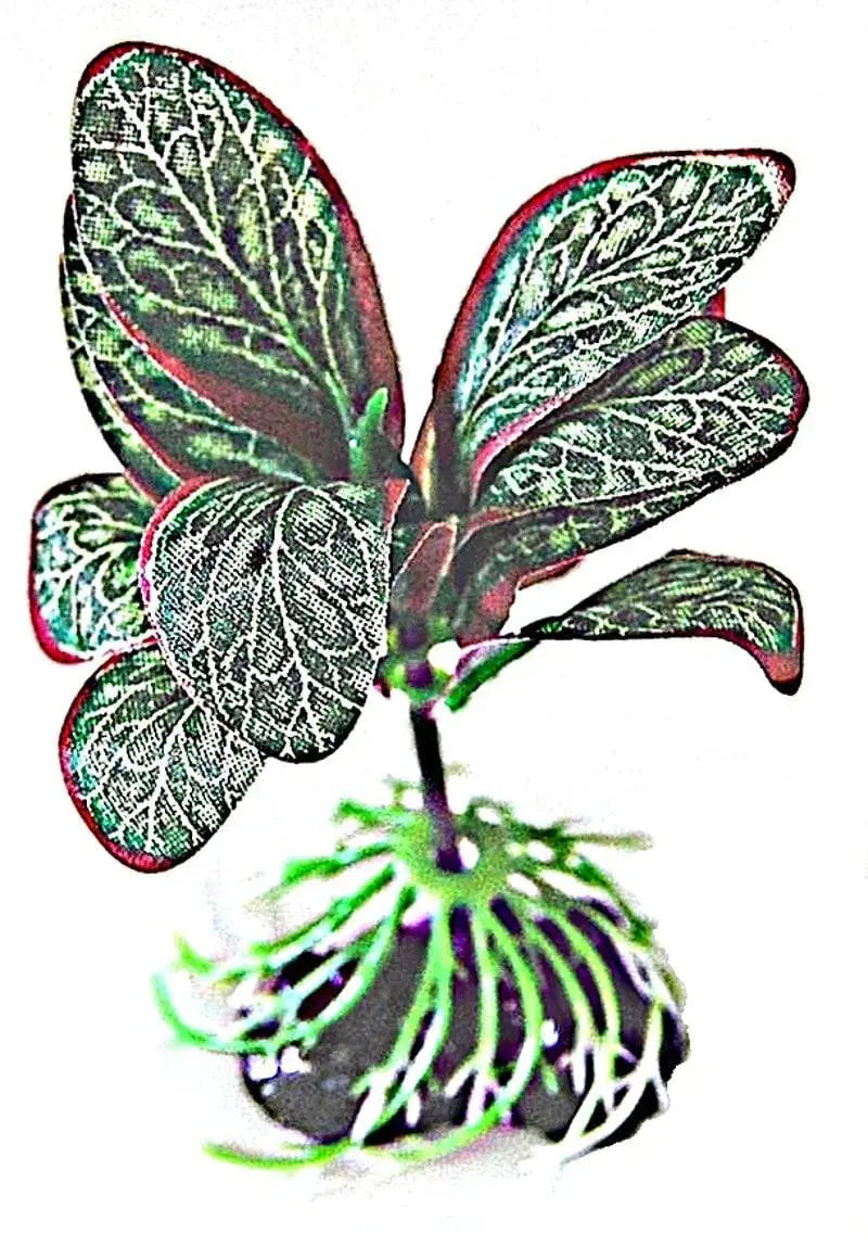 Sunny Aquarium Silk Plant APS-026 4 Inch Anhui Hefei Hongjia Co Ltd