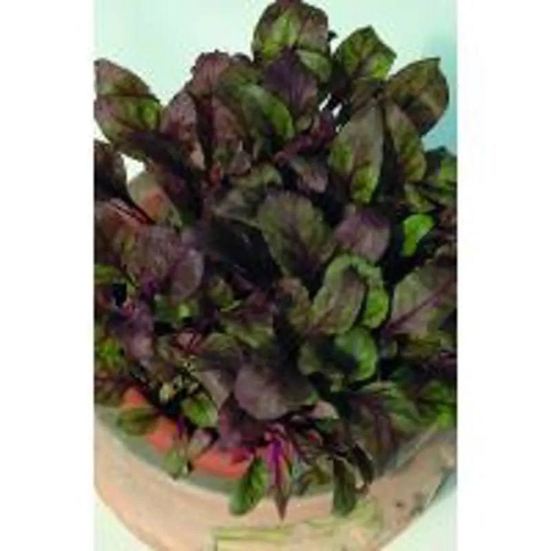 Beetroot Bulls Blood