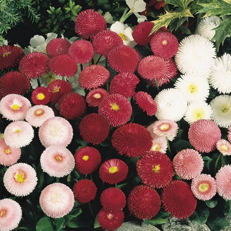 Bellis Perenniis Tasso Mixed by Kings Seeds