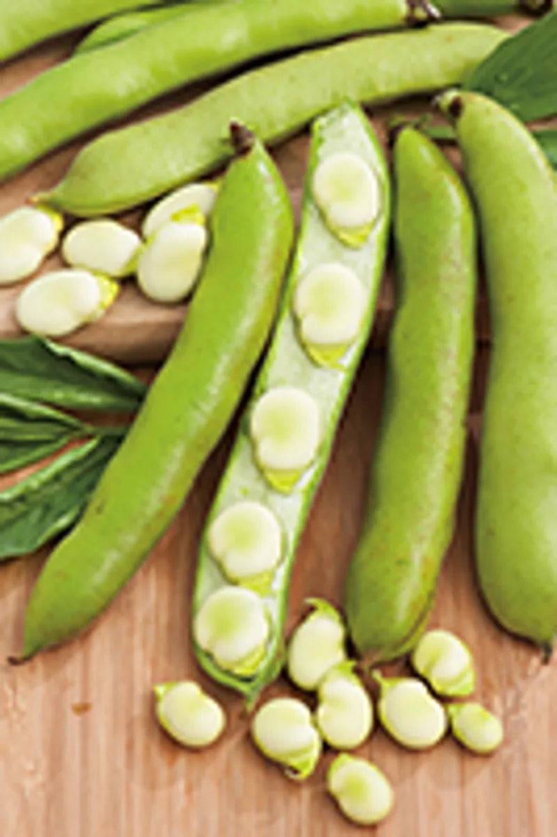 Broad Bean Witkiem Manita by King Seeds E.W. King & Co. Ltd.