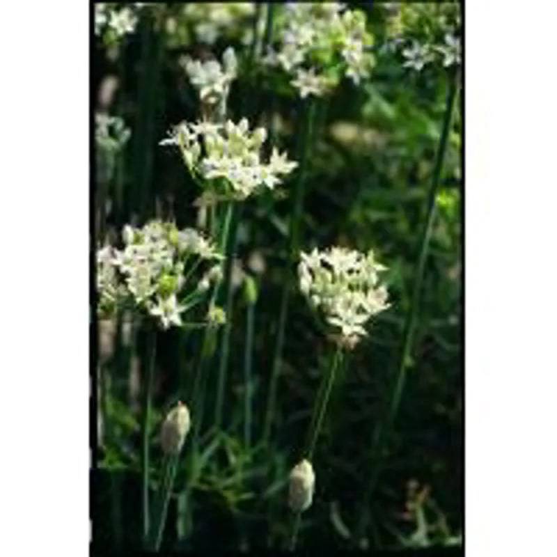 Chives Garlic