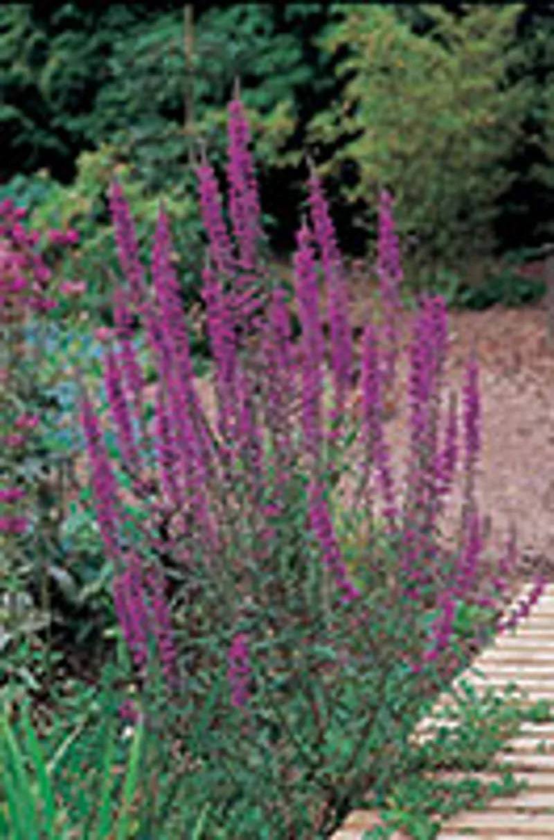 Purple Loosestrife