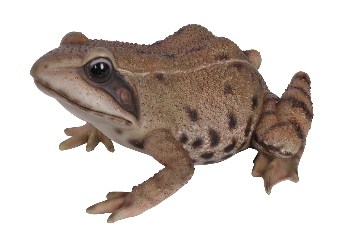 Frog Real Life Resin Ornament by Vivid Arts Vivid Arts
