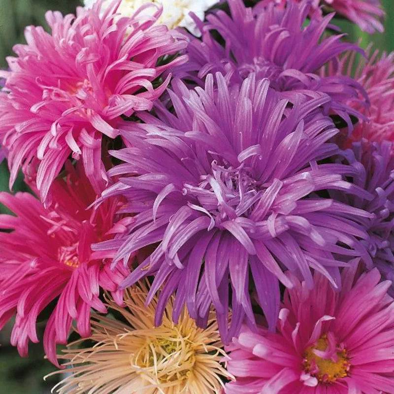 Aster Ostrich Plume Mixed