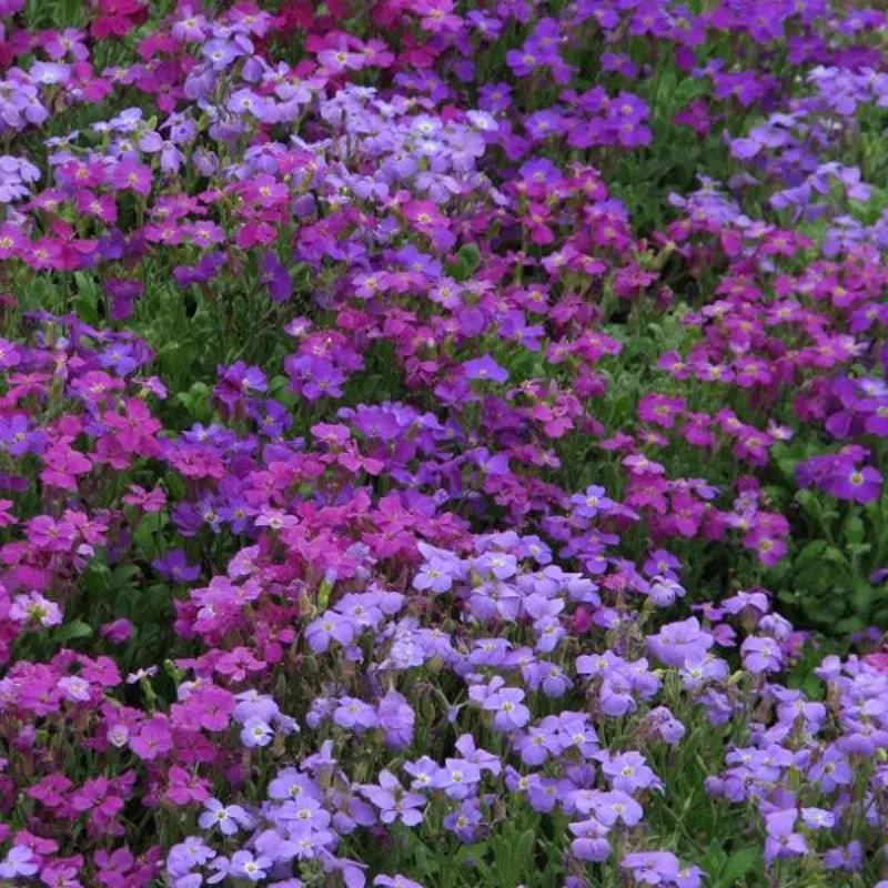 Aubrietia Spring Falls E.W. King & Co. Ltd.