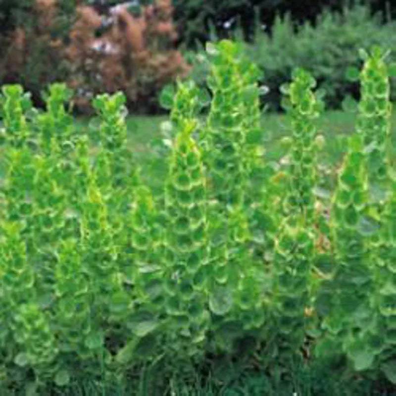 Bells Of Ireland by Kings Seeds E.W. King & Co. Ltd.