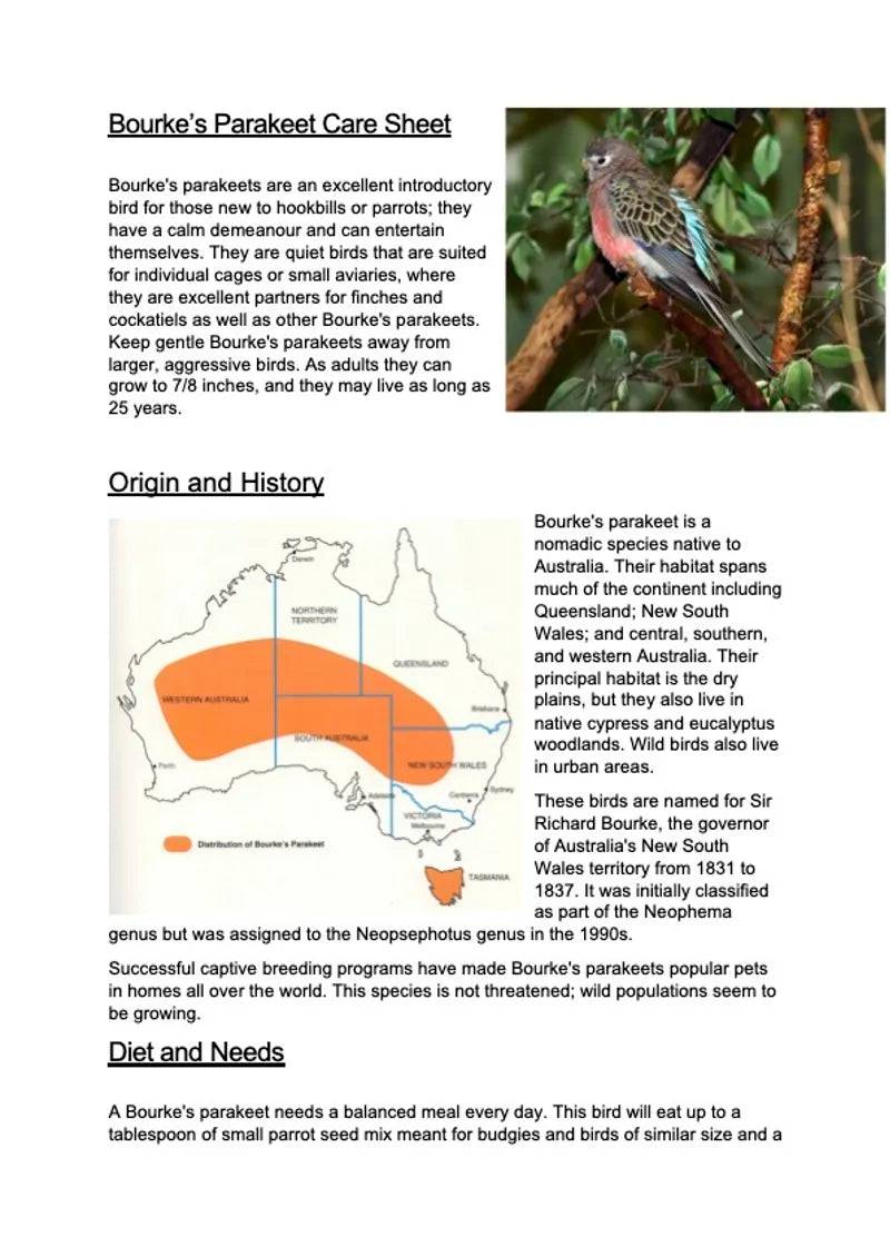 Bourkes Parakeet Care Sheet