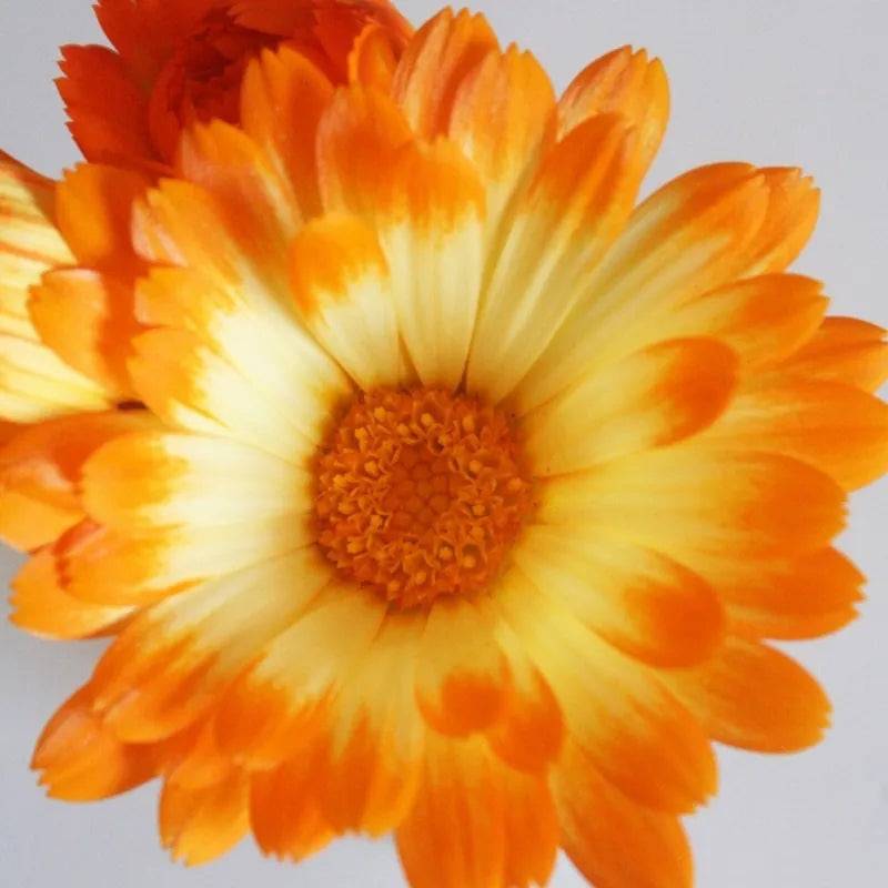 Calendula Oopsy Daisy by Kings Seeds