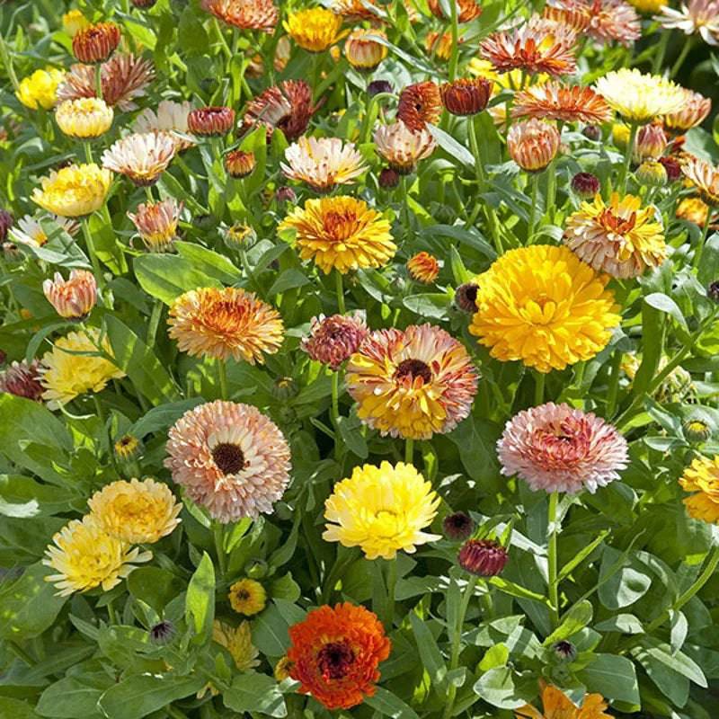 Calendula Playtime Mix by Kings Seeds