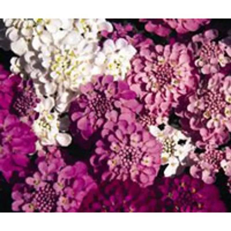 Candytuft Spangles by Kings Seeds