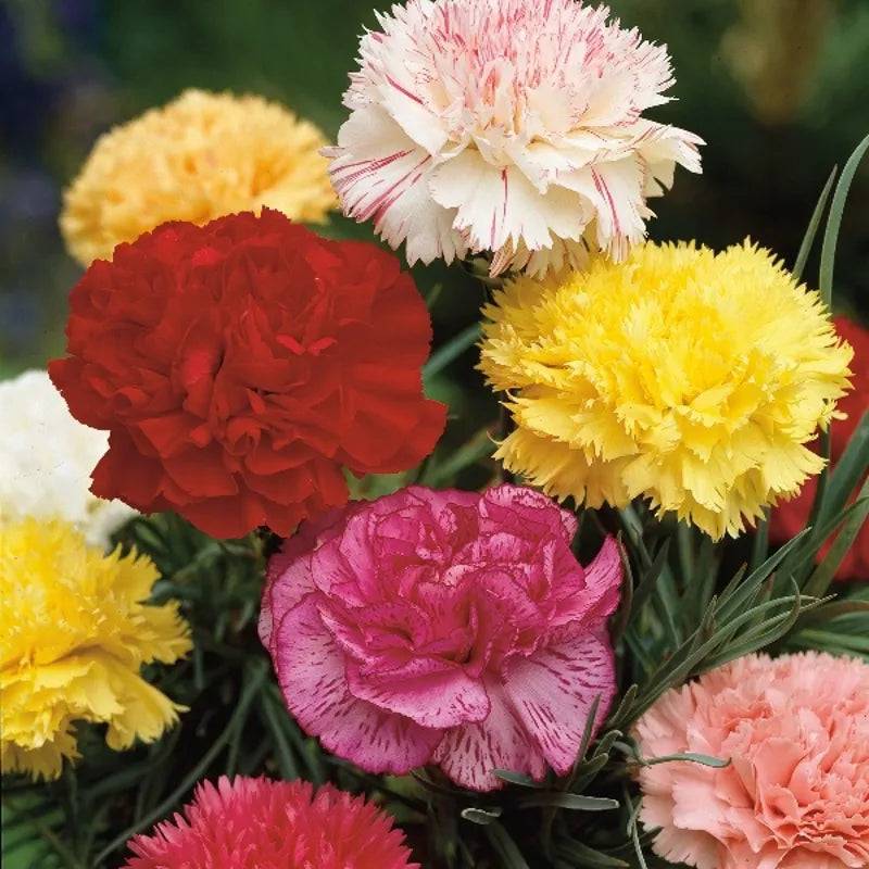 Carnation Giant Chabaud Mixed by Kings Seeds