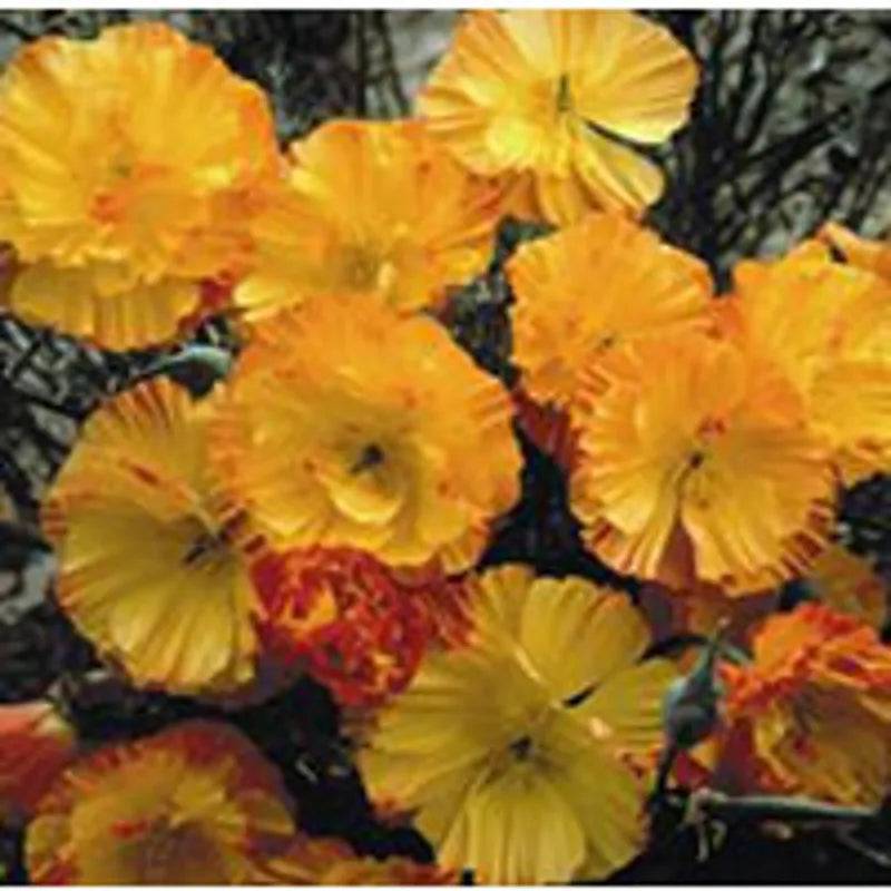 Eschscholtzia Mission Bells by Kings Seeds