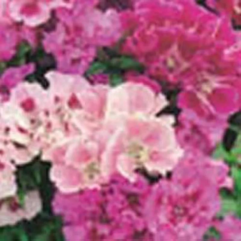 Godetia Dream Double Mixed by Kings Seeds