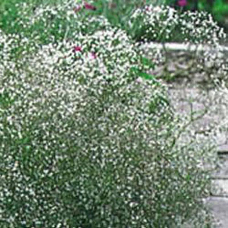 Gypsophila Covent Garden by Kings Seeds